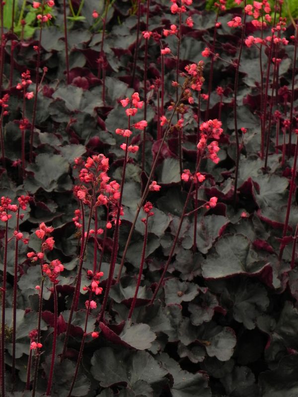 Heuchera x hybrida ‘Black Forest Cake’