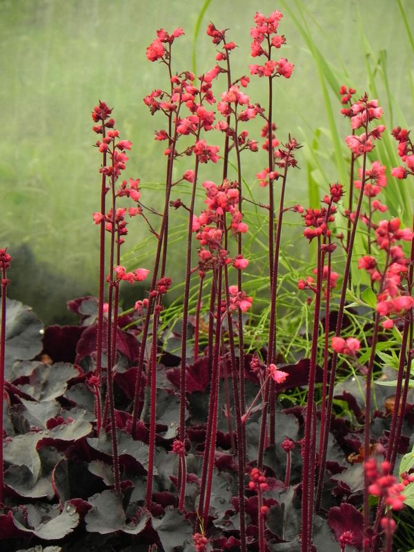 Heuchera x hybrida ‘Black Forest Cake’