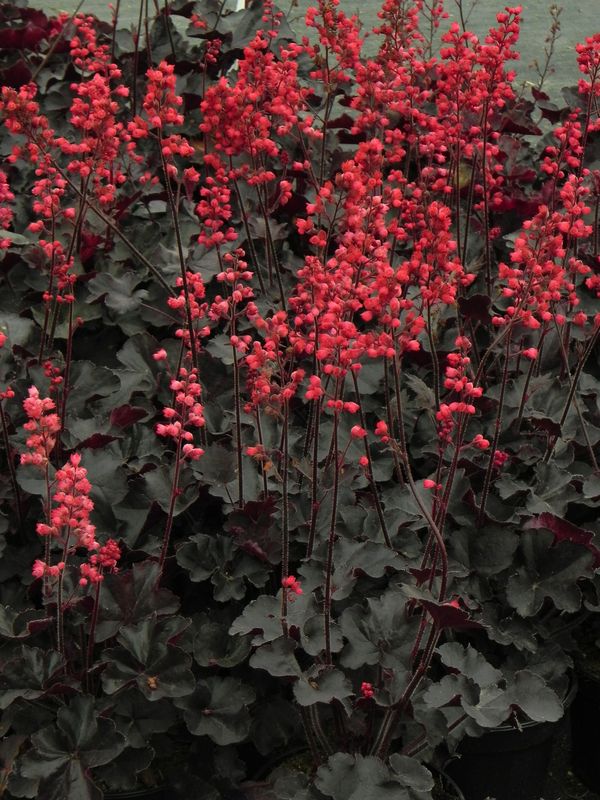 Heuchera x hybrida ‘Black Forest Cake’