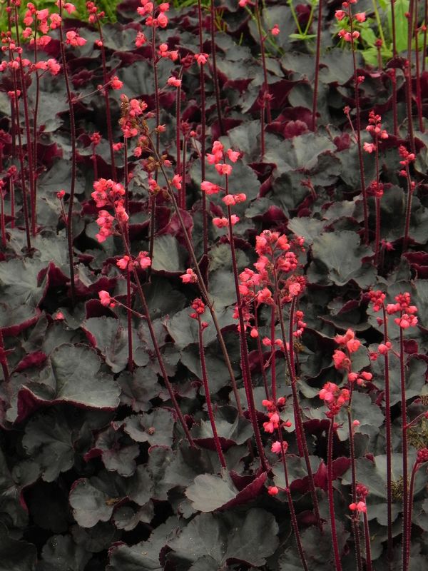 Heuchera x hybrida ‘Black Forest Cake’