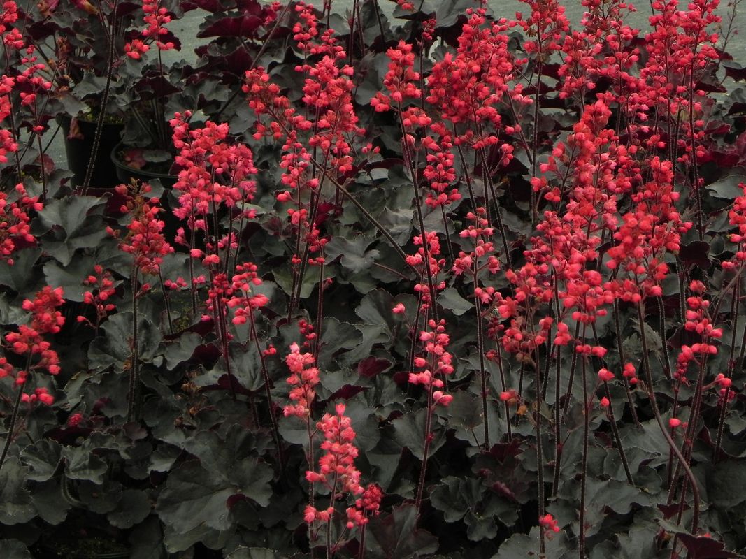 Heuchera x hybrida ‘Black Forest Cake’