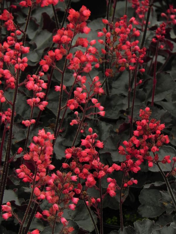 Heuchera x hybrida ‘Black Forest Cake’