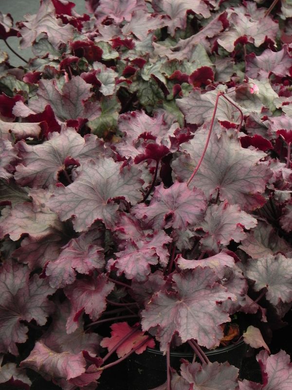 Heuchera x hybrida ‘Rex Purple’