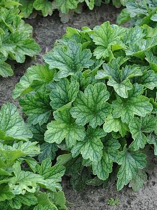 Heuchera x hybrida ‘Rex Peppermint’