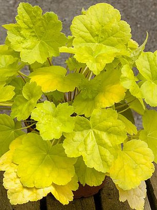 Heuchera x hybrida ‘World Caffe Romano’