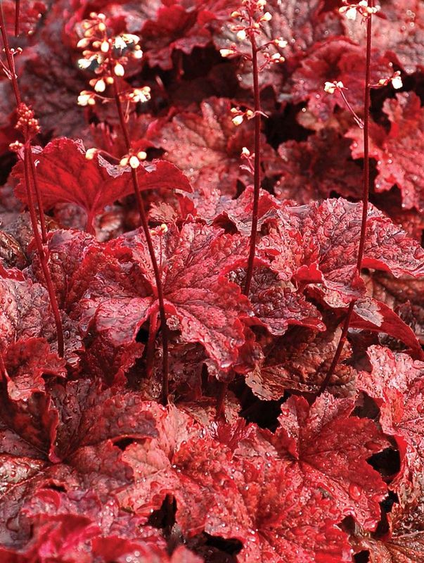 Heuchera x hybrida ‘Cajun Fire’