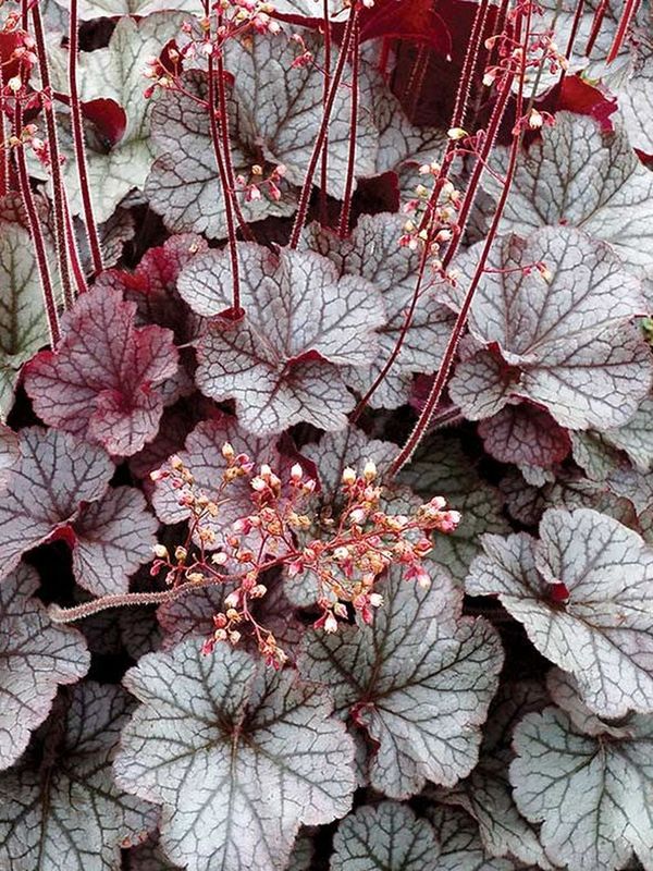 Heuchera x hybrida ‘Northern Exposure Silver’