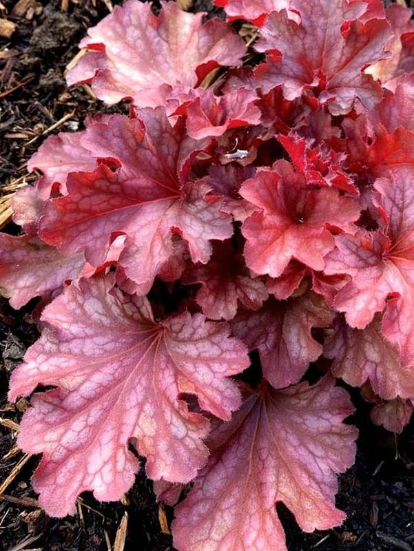 Heuchera x hybrida ‘Ruby Tuesday’