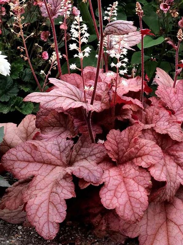 Heuchera x hybrida ‘Peach Tea’