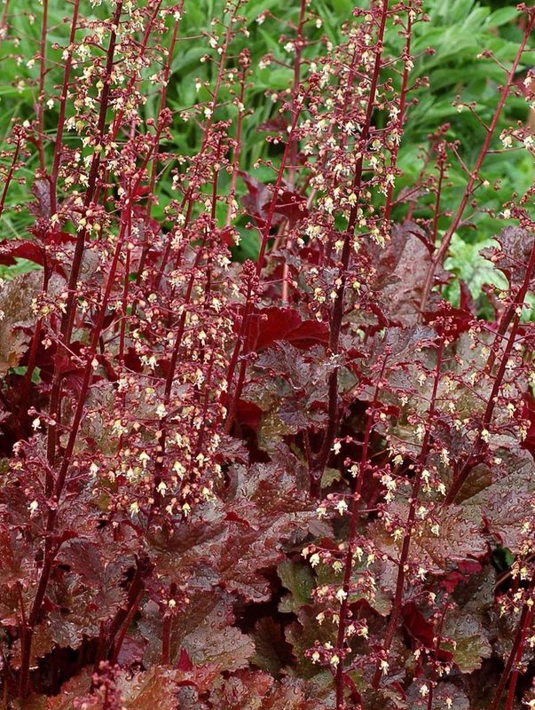 Heuchera x hybrida ‘Chocolate Ruffles’