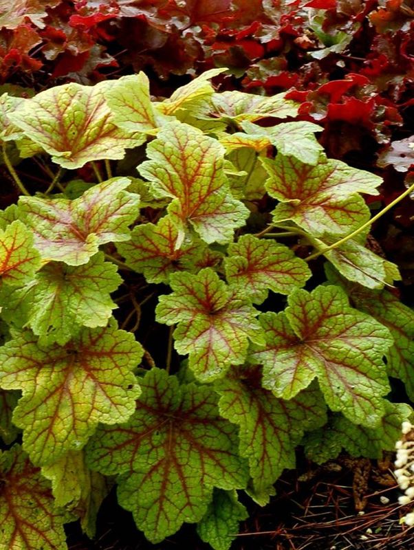 Heuchera x hybrida ‘Electra’