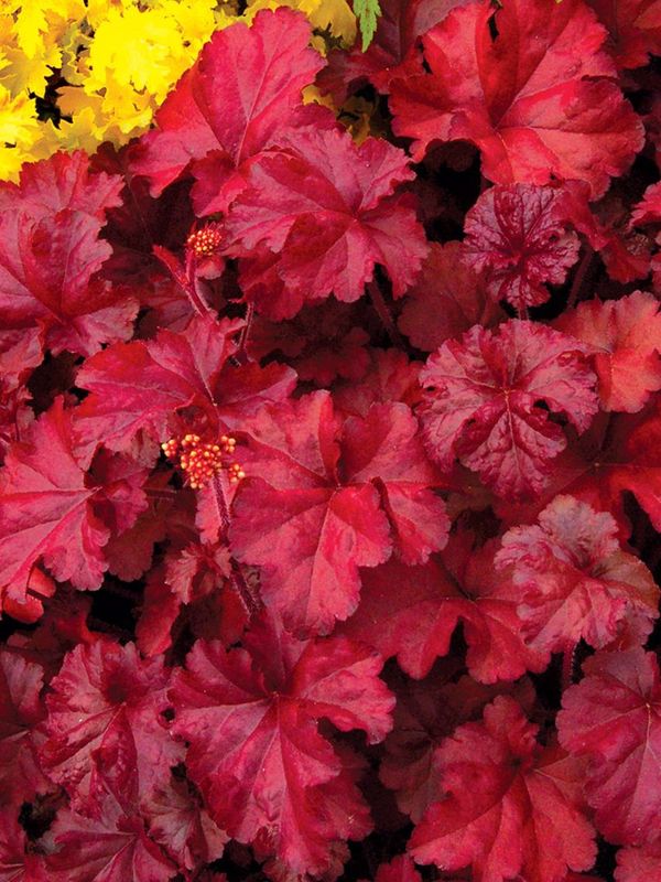 Heuchera x hybrida ‘Fire Chef’