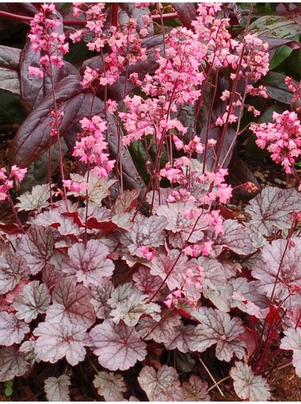 Heuchera x hybrida ‘Milan’