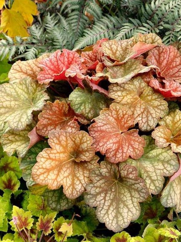 Heuchera x hybrida ‘Changeling’