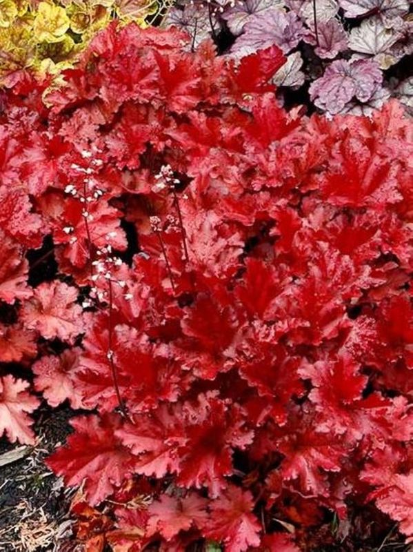 Heuchera x hybrida ‘Forever Red’