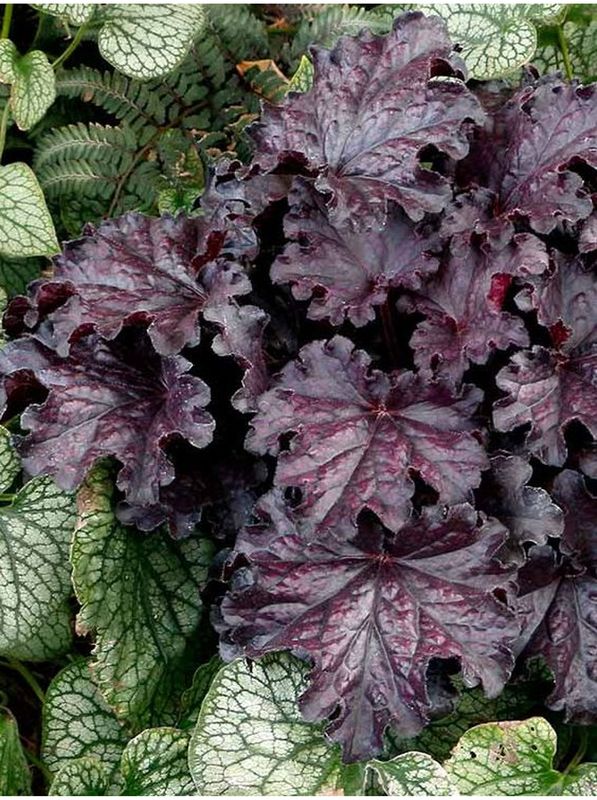 Heuchera x hybrida ‘Forever Midnight’