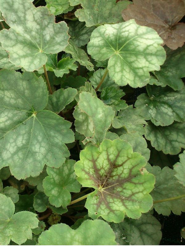 Heuchera micrantha ‘Dale`s Strain’