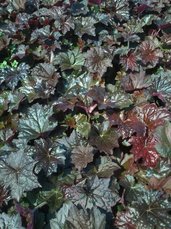 Heuchera micrantha ‘Palace Purple’
