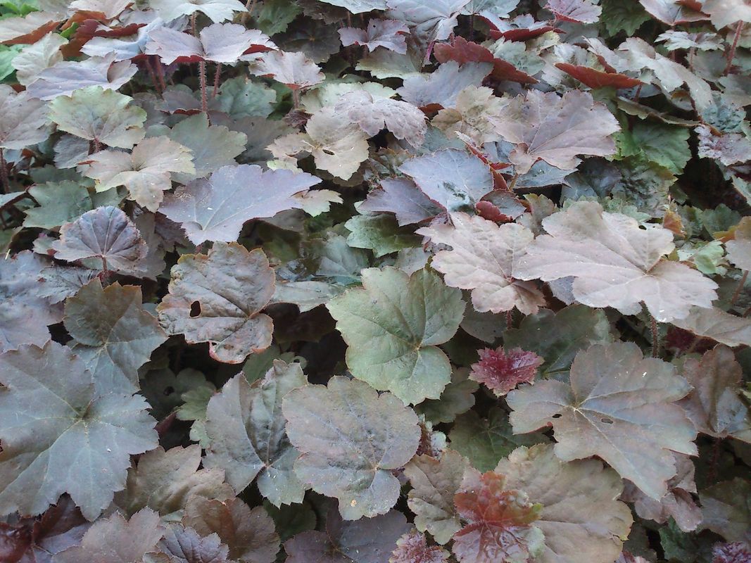 Heuchera micrantha ‘Palace Purple’