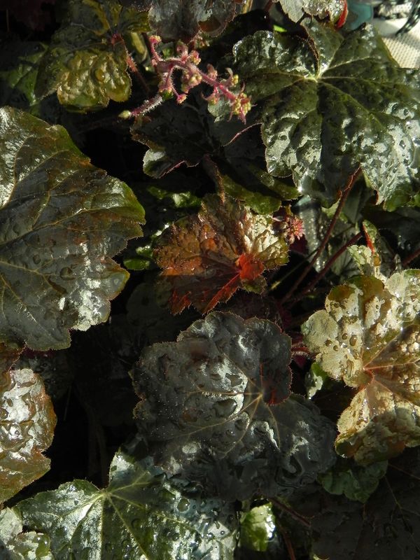 Heuchera micrantha ‘Palace Purple’