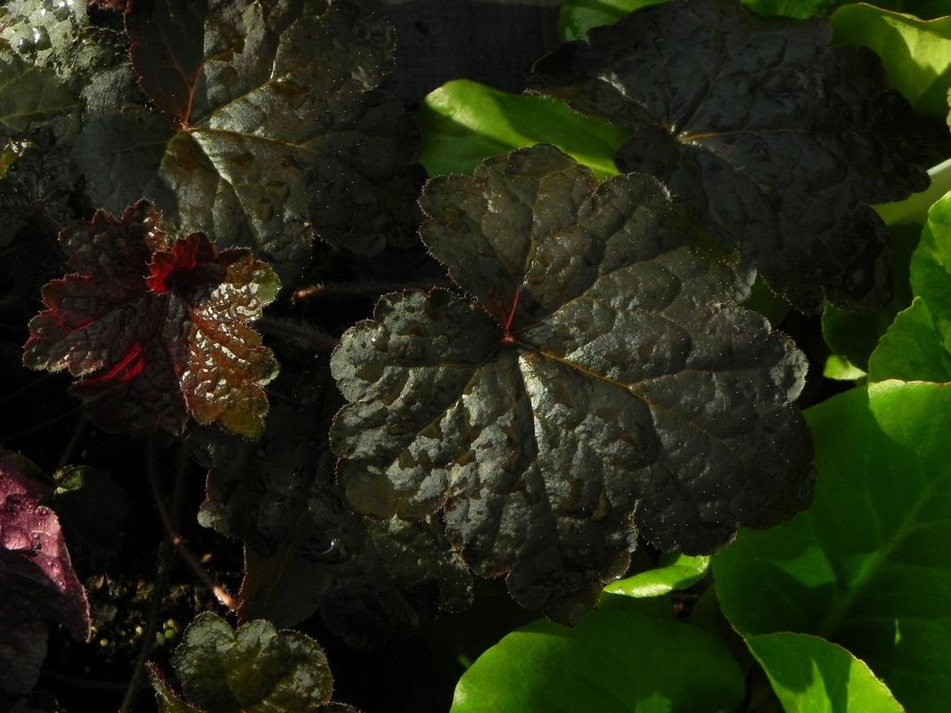 Heuchera micrantha ‘Palace Purple’