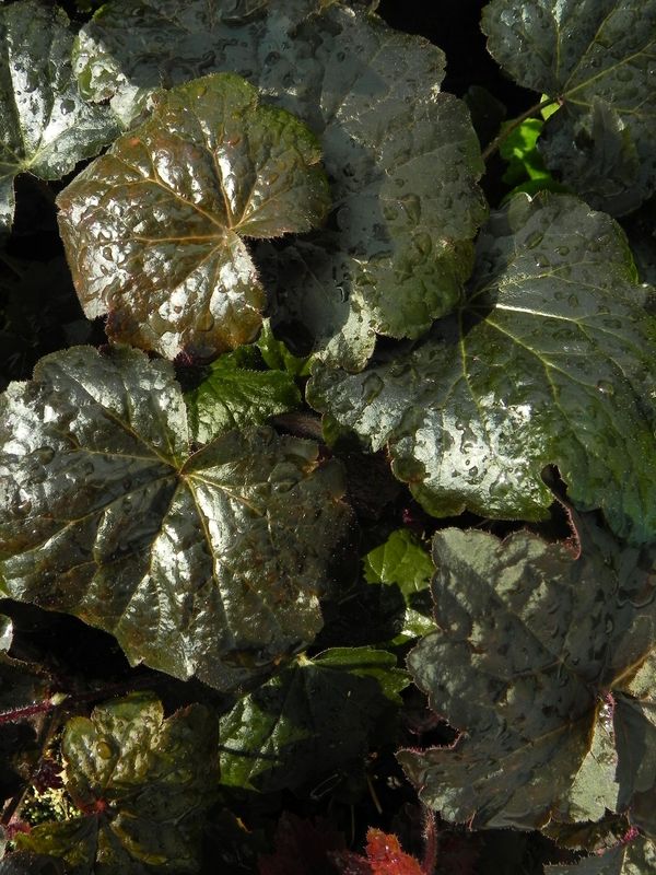Heuchera micrantha ‘Palace Purple’