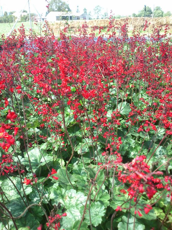 Heuchera sanguinea ‘Ruby Bells’