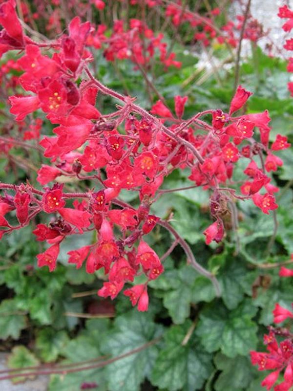 Heuchera sanguinea ‘Leuchtkäfer’