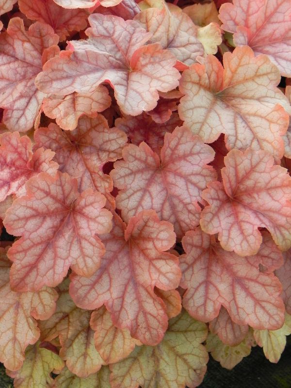 Heucherella tiarelloides ‘Copper Cascade’