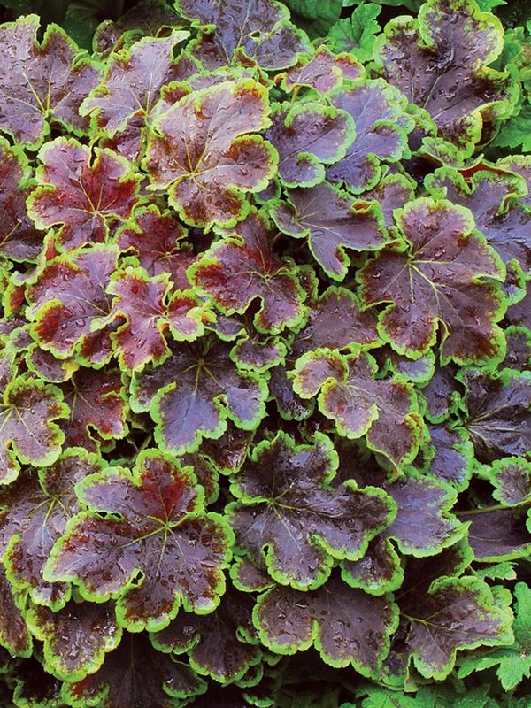 Heucherella tiarelloides ‘Solar Eclipse’