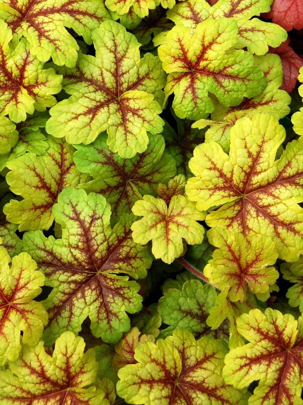 Heucherella tiarelloides ‘Alabama Sunrise’