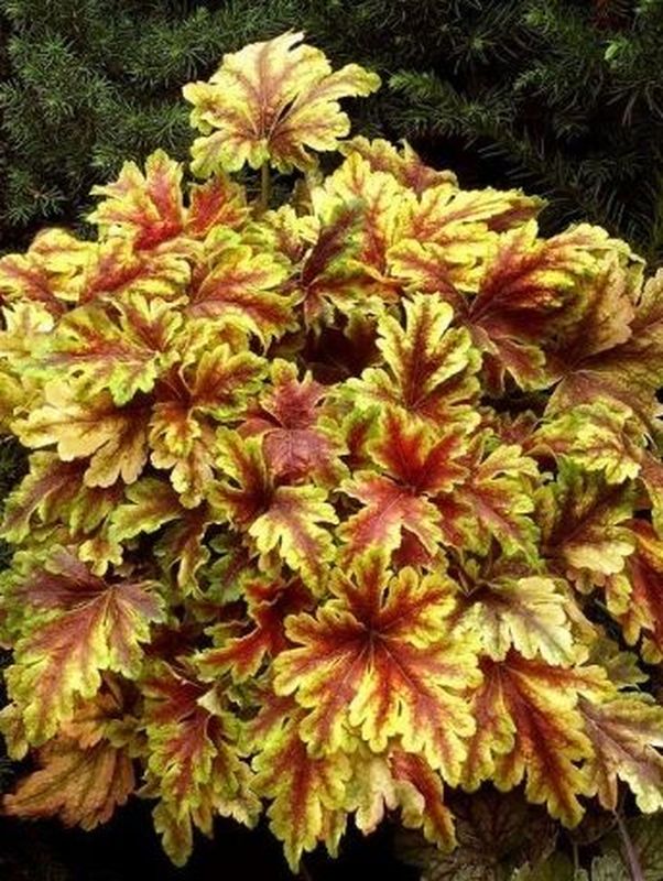 Heucherella tiarelloides ‘Gold Zebra’