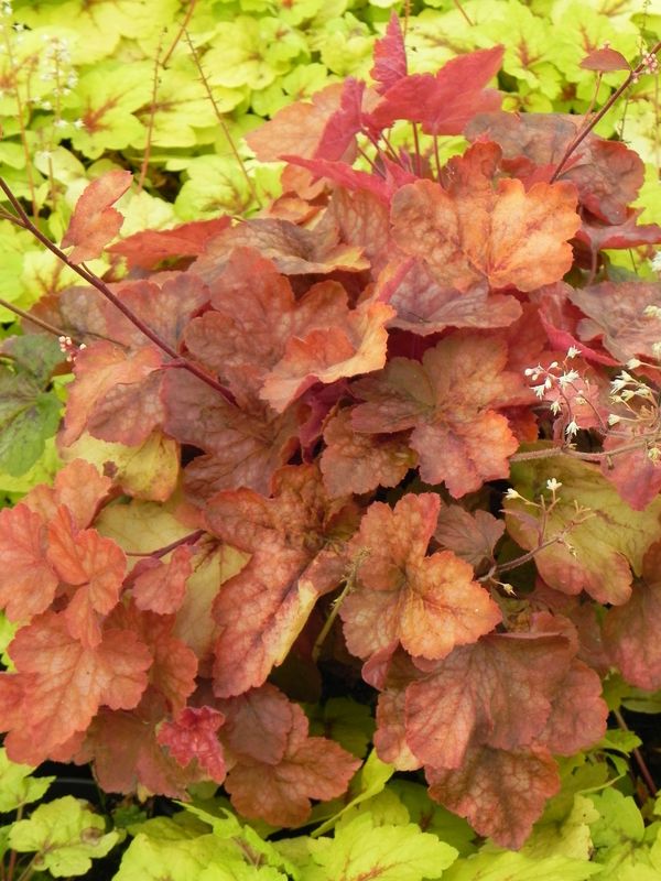 Heucherella tiarelloides ‘Redstone Falls’