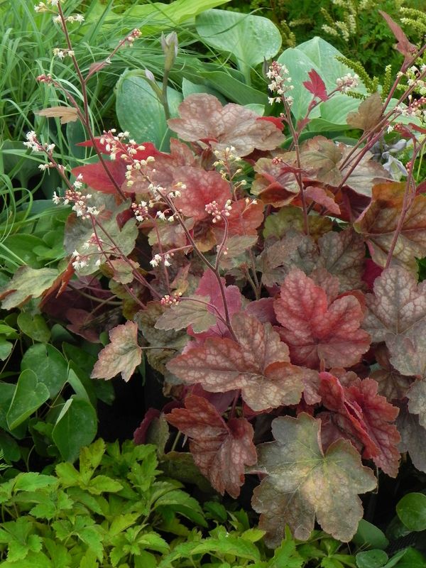 Heucherella tiarelloides ‘Redstone Falls’