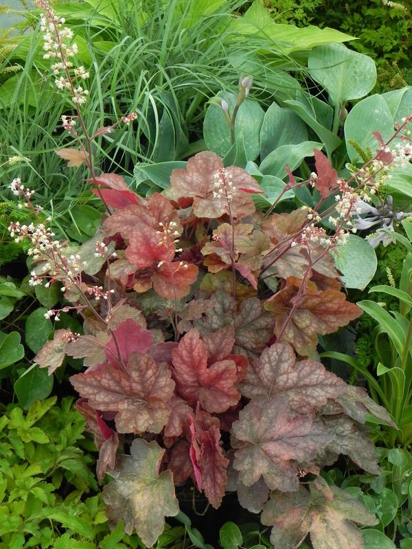 Heucherella tiarelloides ‘Redstone Falls’