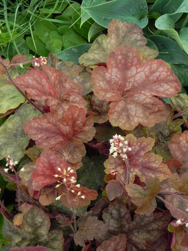 Heucherella tiarelloides ‘Redstone Falls’