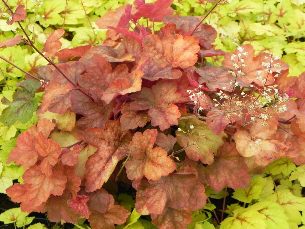 Heucherella tiarelloides ‘Redstone Falls’
