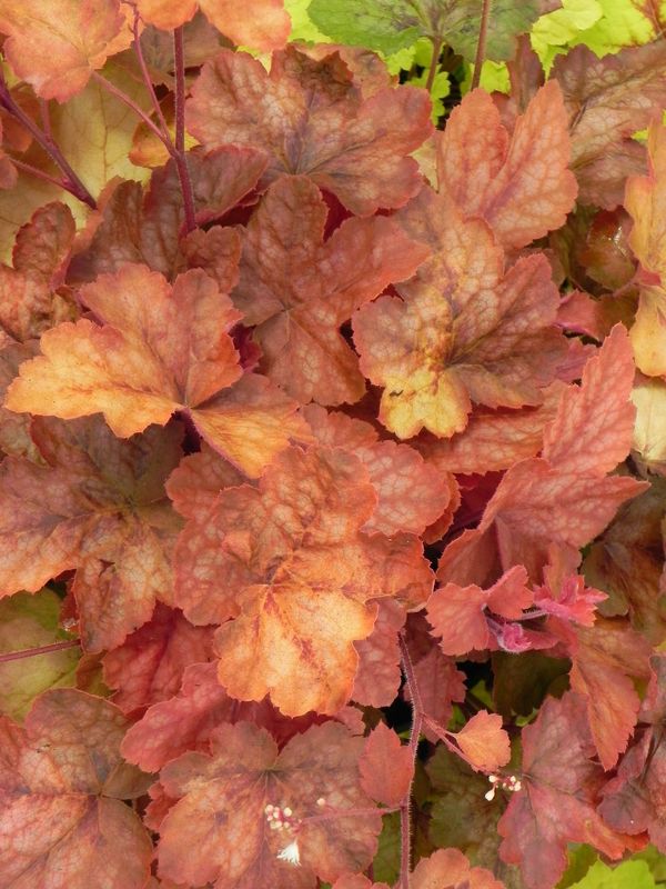 Heucherella tiarelloides ‘Redstone Falls’