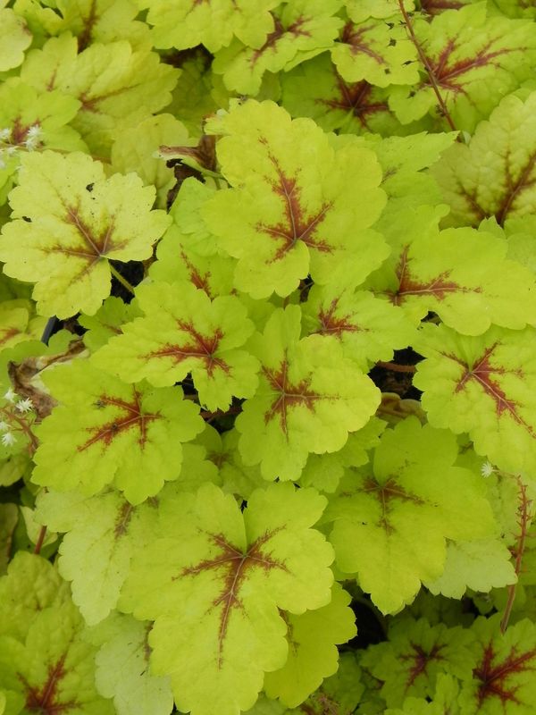 Heucherella tiarelloides ‘Stoplight’