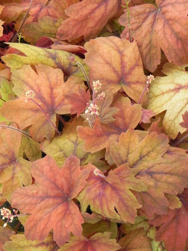 Heucherella tiarelloides ‘Sweet Tea’