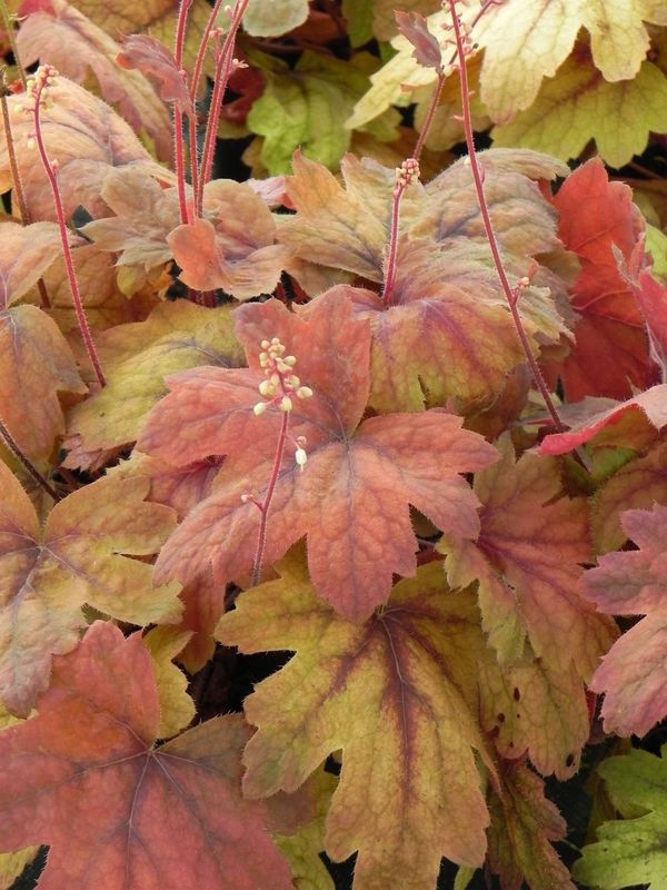 Heucherella tiarelloides ‘Sweet Tea’