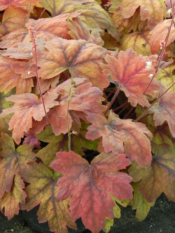 Heucherella tiarelloides ‘Sweet Tea’