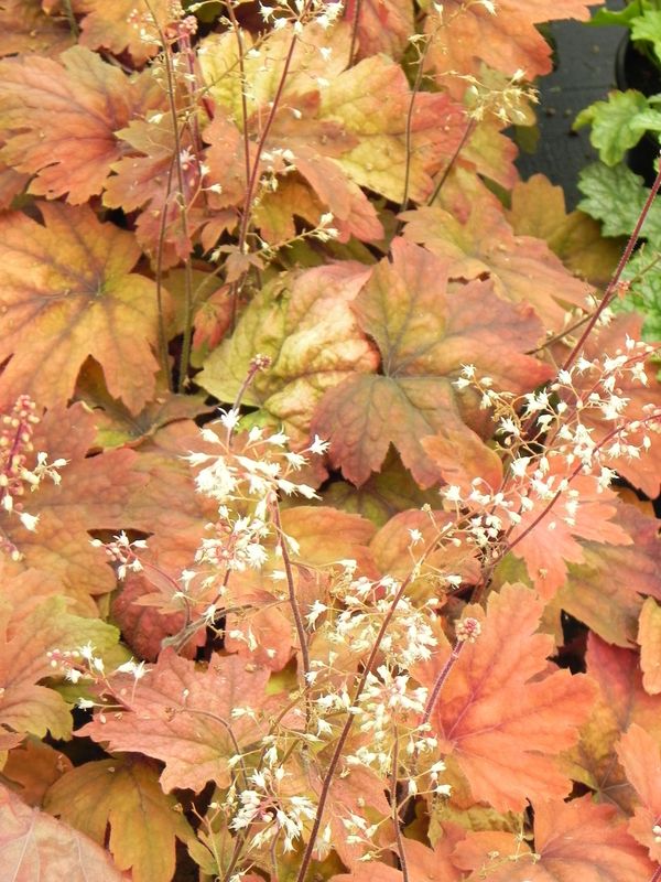 Heucherella tiarelloides ‘Sweet Tea’
