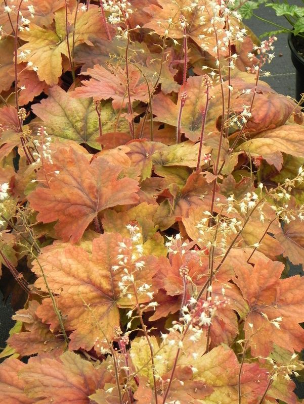 Heucherella tiarelloides ‘Sweet Tea’