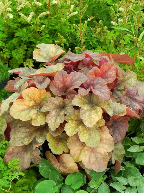 Heucherella tiarelloides ‘Buttered Rum’