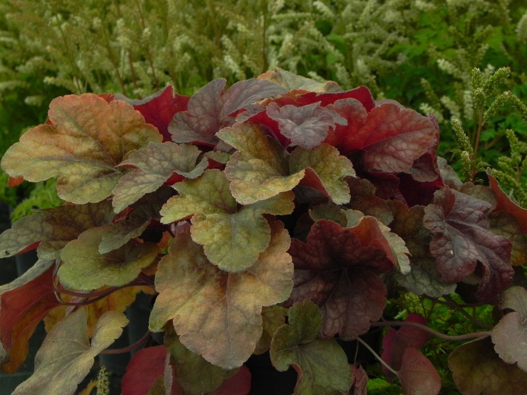 Heucherella tiarelloides ‘Buttered Rum’