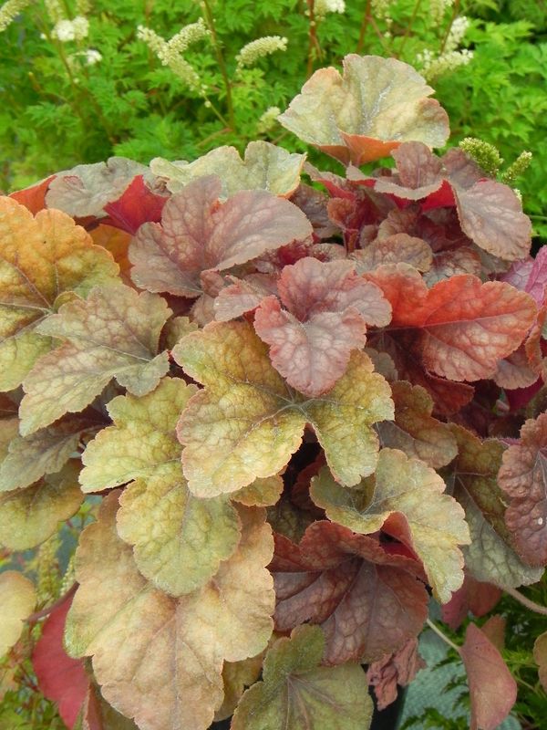 Heucherella tiarelloides ‘Buttered Rum’