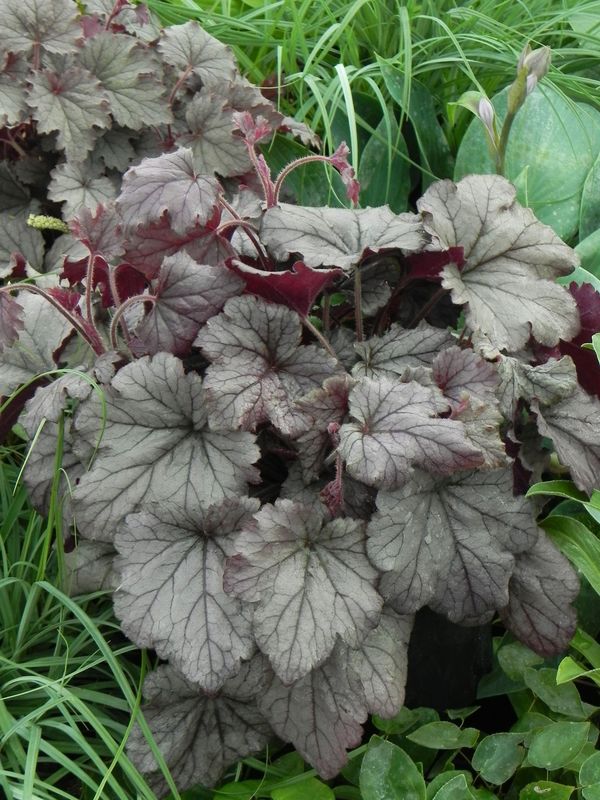 Heucherella tiarelloides ‘Plum Cascade’