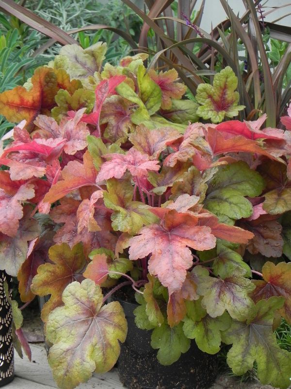 Heucherella tiarelloides ‘Brass Lantern’