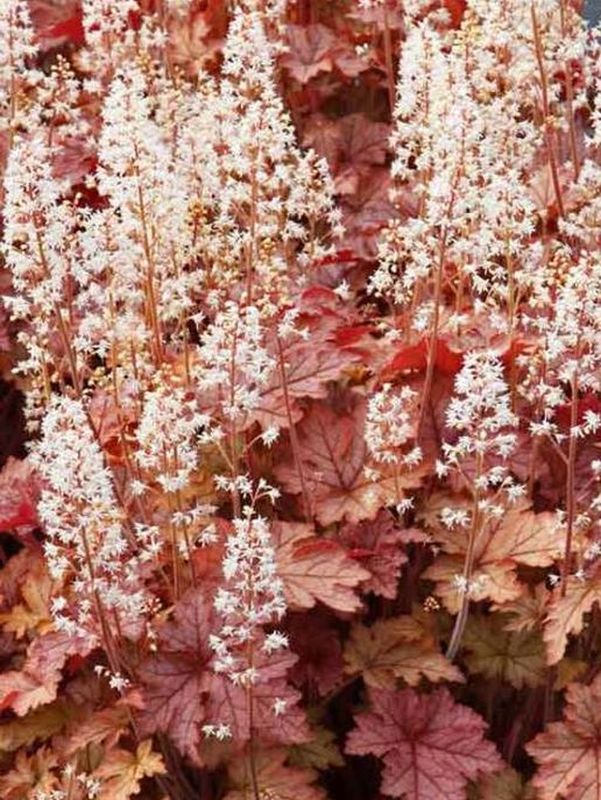 Heucherella tiarelloides ‘Honey Rose’